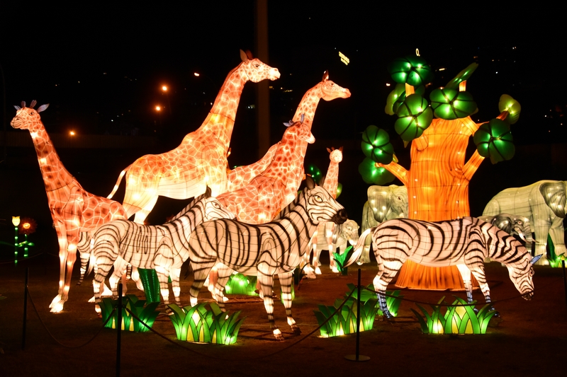 WONDERLAND A magical city of lights
